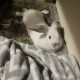 Amami Rabbit Rabbits