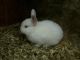 Amami Rabbit Rabbits for sale in Coral Springs, FL, USA. price: NA