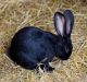 Amami Rabbit Rabbits for sale in . price: NA
