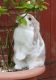 Amami Rabbit Rabbits for sale in Washington, DC, USA. price: $50