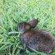 Amami Rabbit Rabbits for sale in Fort Worth, TX, USA. price: NA