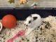 Amami Rabbit Rabbits for sale in Lakewood Township, NJ 08701, USA. price: $200