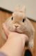 Amami-Kaninchen Kaninchen