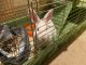 Amami Rabbit Rabbits