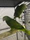 Amazon Birds for sale in Jacksonville, FL, USA. price: NA