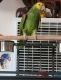 Amazon Birds for sale in San Diego, CA, USA. price: NA