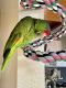Amazon Birds for sale in Long Beach, CA, USA. price: NA