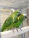 Amazon Birds for sale in Ohio City, Cleveland, OH, USA. price: $850