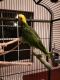 Amazon Birds for sale in Trade, TN 37691, USA. price: NA