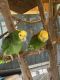 Amazon Birds for sale in Northside, Houston, TX, USA. price: $2,300