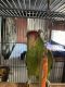Amazon Birds for sale in Searcy, AR, USA. price: NA
