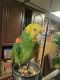 Amazon Birds for sale in Dayton, OH, USA. price: $1,300