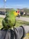 Amazon Birds for sale in Parkersburg, WV, USA. price: NA