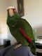 Amazon Birds for sale in Baywood-Los Osos, CA 93402, USA. price: $700