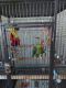 Amazon Birds for sale in Greeley, CO, USA. price: NA