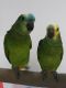 Amazon Birds for sale in Florida's Turnpike, Orlando, FL, USA. price: $1,000