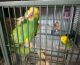 Amazon Birds for sale in Ashburn, VA, USA. price: NA