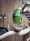 Amazon Birds for sale in Dayton, OH, USA. price: NA