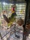 Amazon Birds for sale in Hutchinson, MN 55350, USA. price: NA