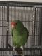 Amazon Birds for sale in Torrance, CA 90504, USA. price: $3,000