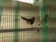 Amazon Birds for sale in Southfield, MI, USA. price: $7,500