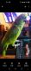 Amazon Birds for sale in Sacramento, CA, USA. price: $1,200