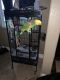 Amazon Birds for sale in San Diego, CA, USA. price: $3,500