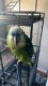 Amazon Birds for sale in San Antonio, TX, USA. price: NA