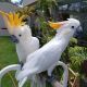 Amazon Birds for sale in Malta, OH 43758, USA. price: NA