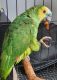Amazon Birds for sale in Nashville, TN, USA. price: $500