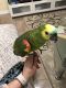 Amazon Birds for sale in St. Petersburg, FL, USA. price: $1,900