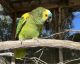 Amazon Birds for sale in 3120 Adelaida Rd, Paso Robles, CA 93446, USA. price: NA