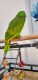 Amazon Birds for sale in Middletown, OH, USA. price: $5,700