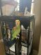 Amazon Birds for sale in Chula Vista, CA, USA. price: NA
