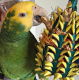 Amazon Birds for sale in Spencerport, NY 14559, USA. price: $1,800