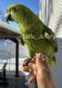 Amazon Birds for sale in Allentown, PA, USA. price: NA