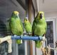 Amazon Birds for sale in Los Angeles, California. price: $550