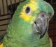 Amazon Birds for sale in Oceanside, CA, USA. price: NA