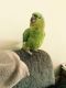 Amazon Birds for sale in Bakersfield, CA, USA. price: NA
