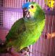 Amazon Birds for sale in Phoenix, AZ, USA. price: NA