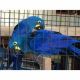 Amazon Birds for sale in Fort Wayne, IN, USA. price: NA