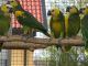 Amazon Birds for sale in Los Angeles, CA, USA. price: NA