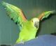 Amazon Birds for sale in Gainesville, FL, USA. price: NA