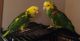 Amazon Birds for sale in Needville, TX 77461, USA. price: NA