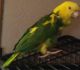 Amazon Birds for sale in Needville, TX 77461, USA. price: NA