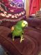 Amazon Birds for sale in Dayton, OH, USA. price: $650