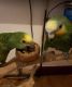 Amazon Birds