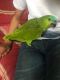 Amazon Birds for sale in Los Angeles, CA 90001, USA. price: NA