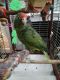 Amazon Birds for sale in Houston, TX, USA. price: NA