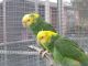 Amazon Birds for sale in New York, NY, USA. price: NA